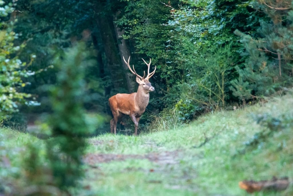 Cerf pendant le brame dans la forêt de Brocéliande. Copyright Jean-Louis Marie